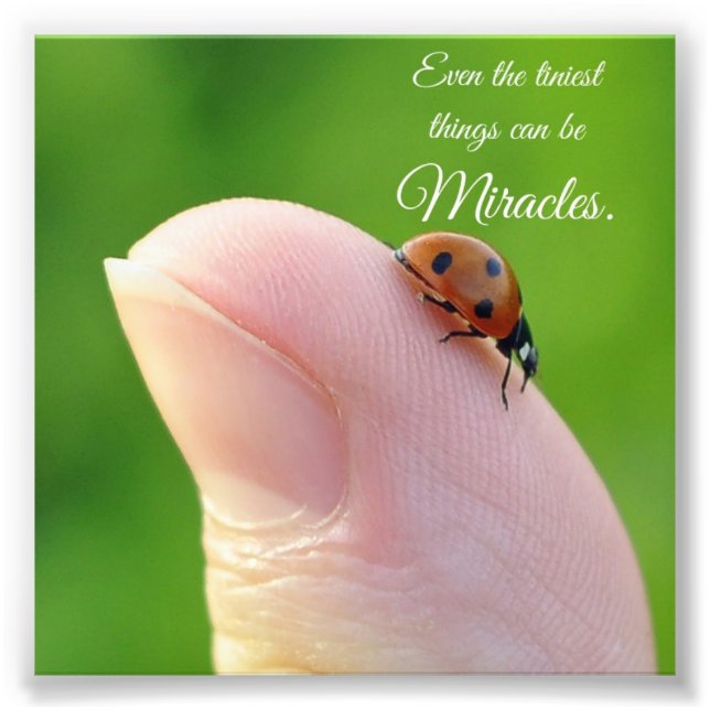 Ladybug Tiny Miracle Cote Impressão de Foto Quadra (Frente)