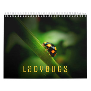 Ladybugs [2] Calendário de Parede