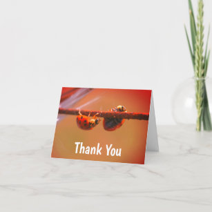 Ladybugs Balanceando o Cartões de agradecimentos n