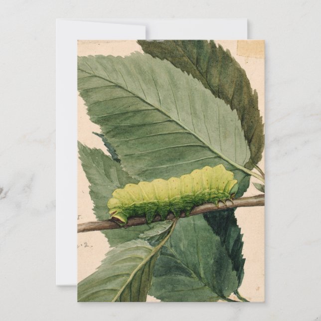 Lagarta | Abbott Handerson Thayer (Frente)