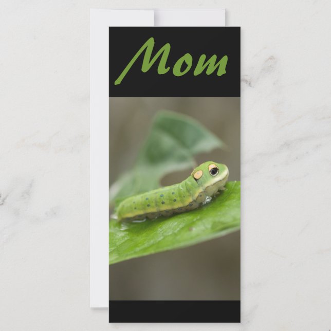 Lagarta-Borboleta Larva (Frente)