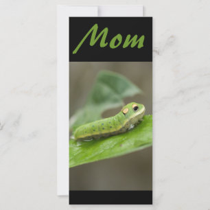 Lagarta-Borboleta Larva