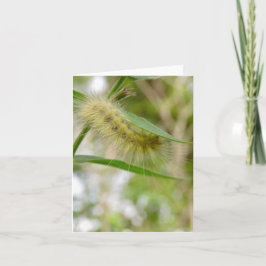 Lagarta felpudo Amarelo - Cartão de Saudação do Va