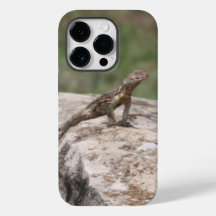 Lagarto