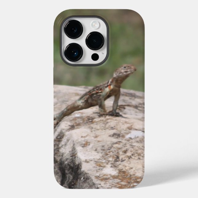 Lagarto  (Verso)