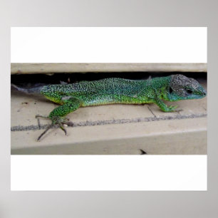 Lagarto Póster