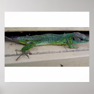 Lagarto Póster