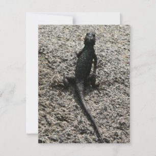 Lagarto Preto