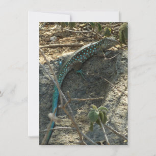 Lagarto Rabo-de-Lagartixa de Aruba Fotografia de A