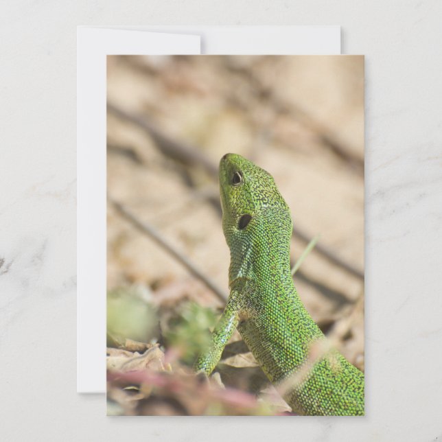 Lagarto verde (Frente)