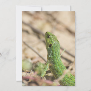 Lagarto verde
