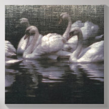 Lago dos Cisnes ao Luar