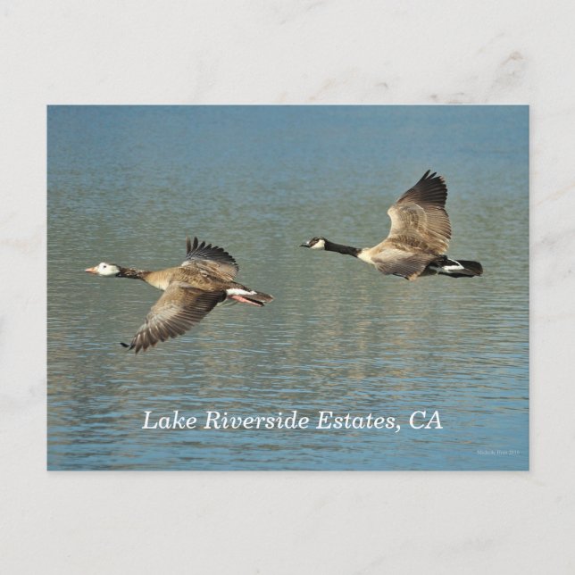 Lago Riverside Estates, CA Cartão postal (Frente)