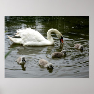 Lago Swan - Impressão
