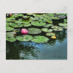 Lagoa de Nenúfares: Cartão Postal