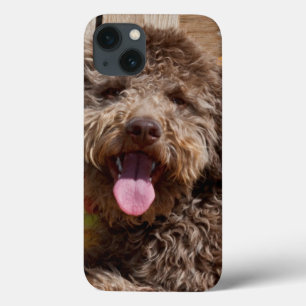 Lagotto Romagnolo Deitado Em Uma Bancada De Madeir