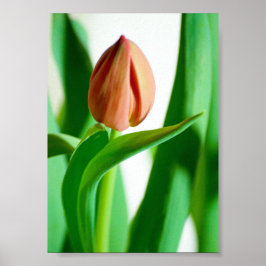 lala Impressão de Tulipa