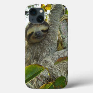 Lama