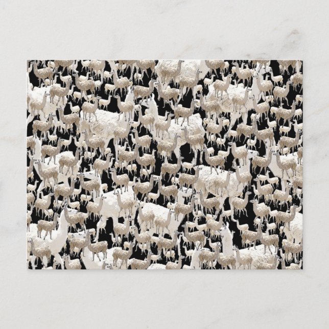 Lama, cartão postal Llama (Frente)