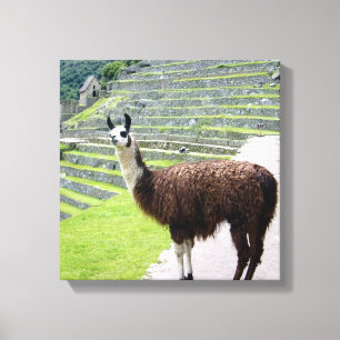 lama parece canvas
