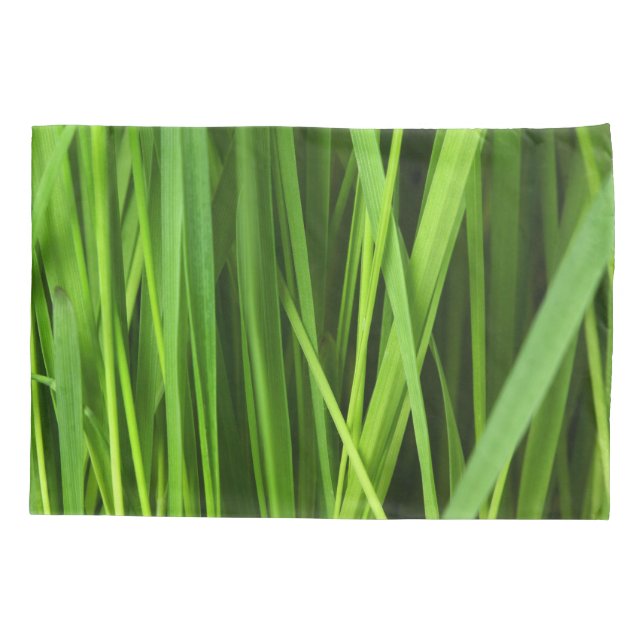 Lâminas de gramíneas (Verso)