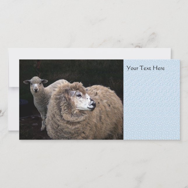 Lâmpada e Ovinos (Frente)