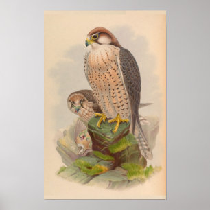 Lanner Falcon Bird Vintage Art Impressão