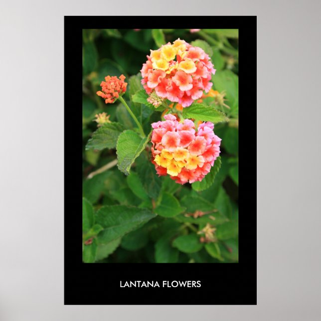 Lantana Flowers Poster, Impressão (Frente)