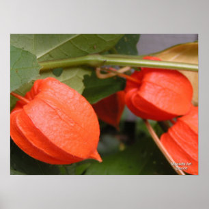 Lanterna Chinesa Poster