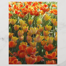 Laranja-&-Amarelo-Tulips.jpg