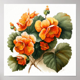 Laranja Begonias Flores Impressão