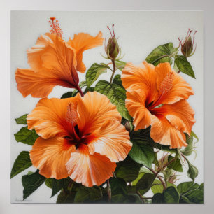 Laranja Hibiscus Flower Art Impressão