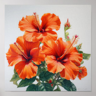 Laranja Hibiscus Flower Art Impressão