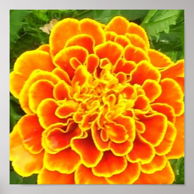 Laranja Marigold Poster (Frente)