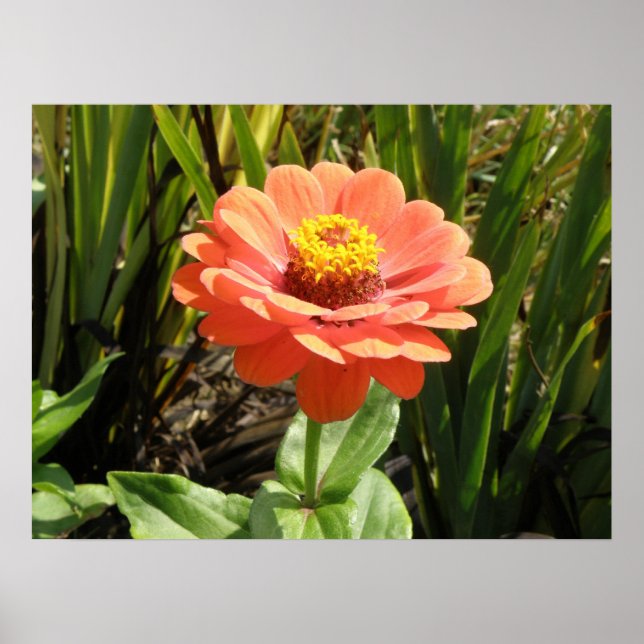 Laranja Zinnia Impressão (Frente)
