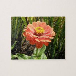 Laranja Zinnia Quebra-cabeça