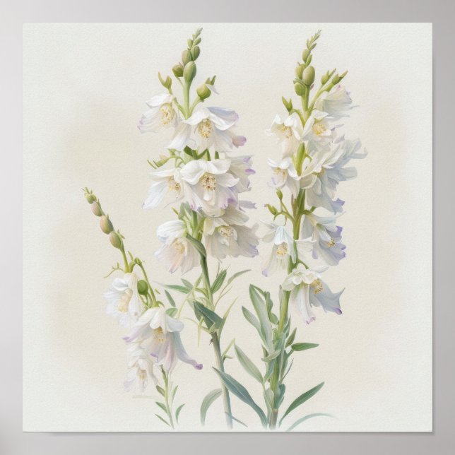 Larkspur Impressão (Frente)