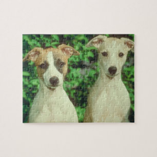 Lata e quebra-cabeça do cão de Whippet