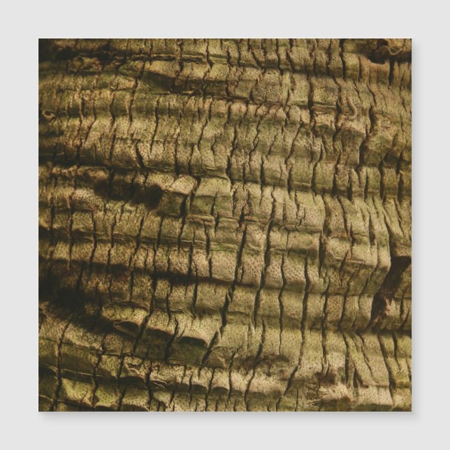 Latido Palm Tree (Frente)