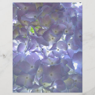 Lavanda