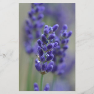 Lavanda