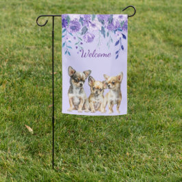 Lavanda Chihuahua Puppies