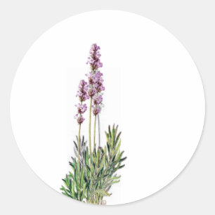 Lavanda em etiquetas do selo do cartão/letra da