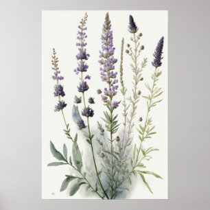 Lavanda Impressão de Flores de Poster