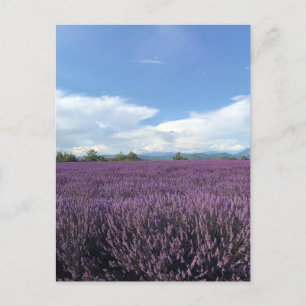 Lavanda no cartão postal francês Riviera France