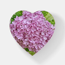 Lavanda Roxo Hipodrangea Flor Coração