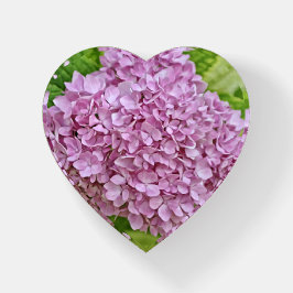 Lavanda Roxo Hipodrangea Flor Coração