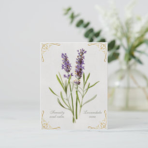 Lavandula Pintada, Serenidade Vera e Calma