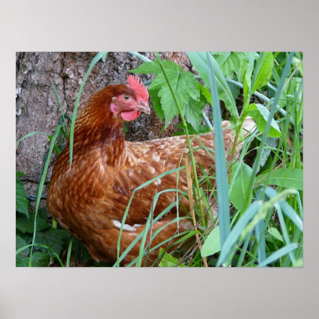 Lay Hen Chicken Poster (Frente)
