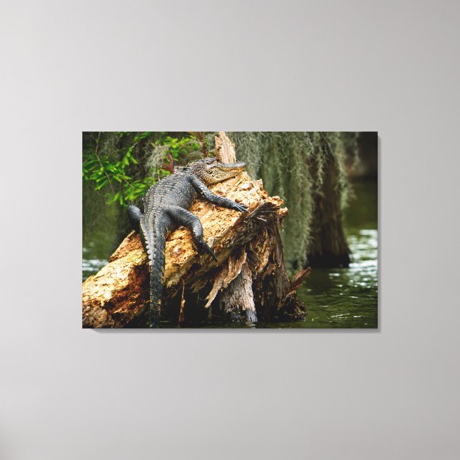 Lazy Alligator Stretered Canvas Print by DeGruy (Frente)